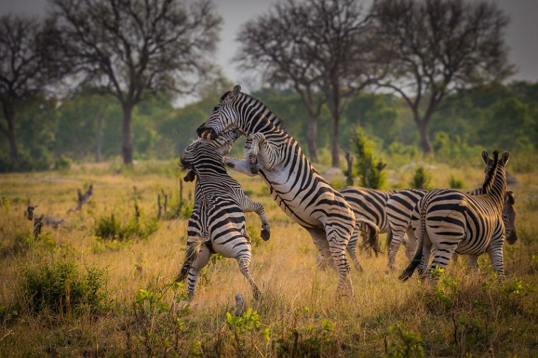 094 Zimbabwe, Hwange NP, zebra's.jpg